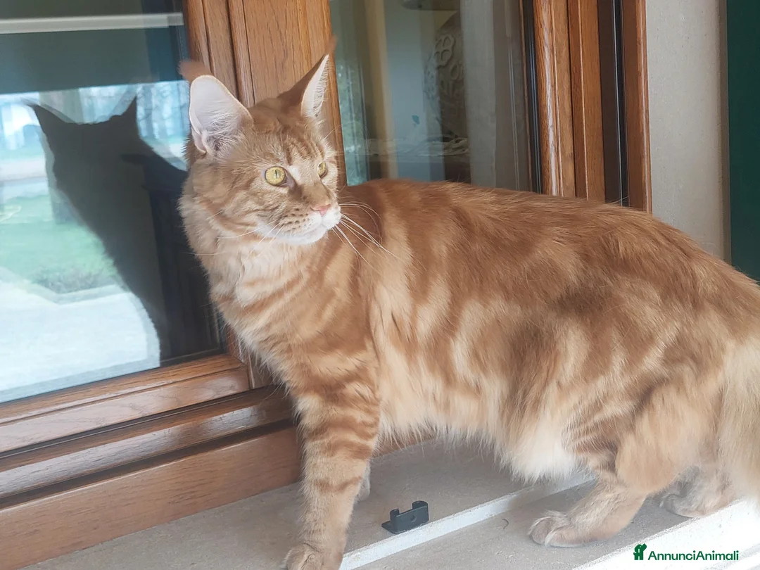 Maine Coon gatti in vendita: Maine coon - Annuncio 1