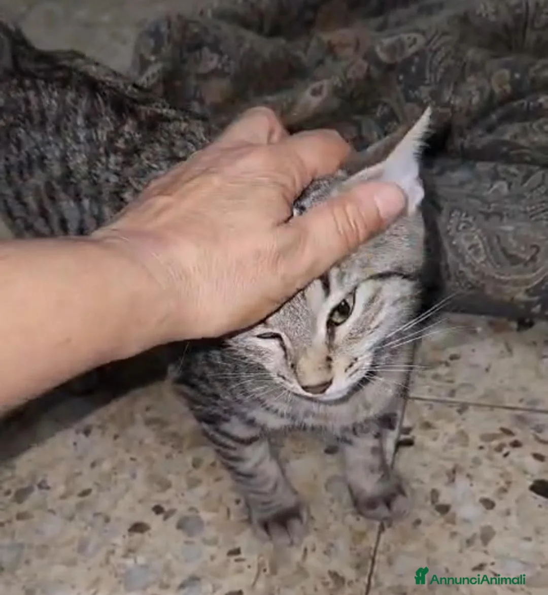 Meticcio gatti in regalo: 2micini tigrati sui 4mesi vivono in garage.COSENZA - Annuncio 2