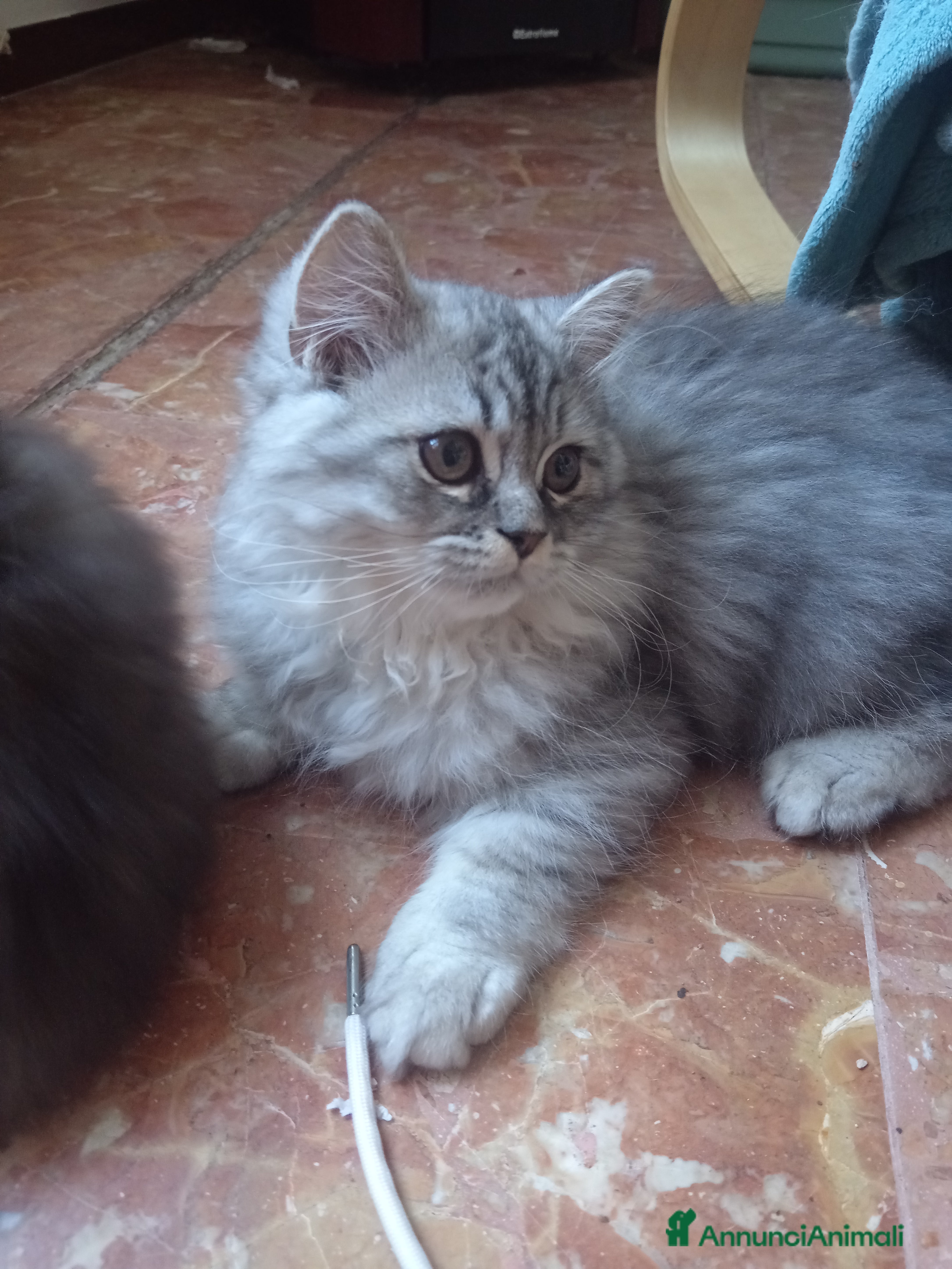 Persiano gatti ULTIMO CUCCIOLO DI PERSIANO DOLLFACE - Annuncio 6