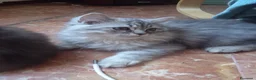 Persiano gatti in vendita: ULTIMO CUCCIOLO DI PERSIANO DOLLFACE - Annuncio 1