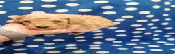 Barboncino cani in vendita: Barboncini nani cuccioli - Annuncio 7