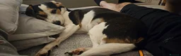 Meticcio cani in regalo: CUCCIOLI ABBANDONATI: EMERGENZA  a Città metropolitana di Milano - Annuncio 2