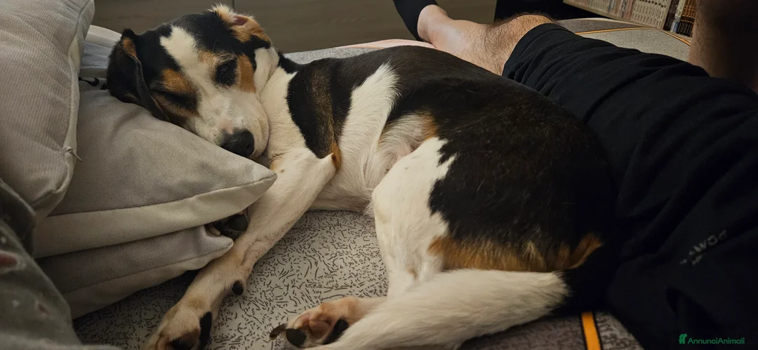 Meticcio cani in regalo: CUCCIOLI ABBANDONATI: EMERGENZA  a Città metropolitana di Milano - Annuncio 2