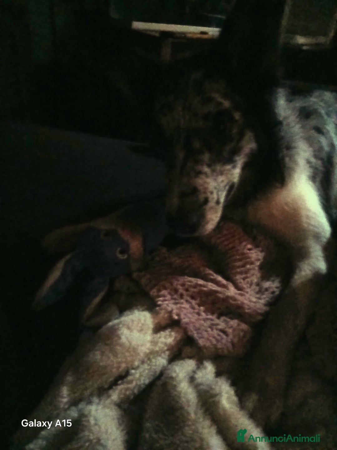 Australian Shepherd cani per accoppiamento: pastore australian della lessinia - Annuncio 2