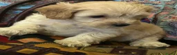 Barboncino cani in vendita: Barboncini toy - Annuncio 5