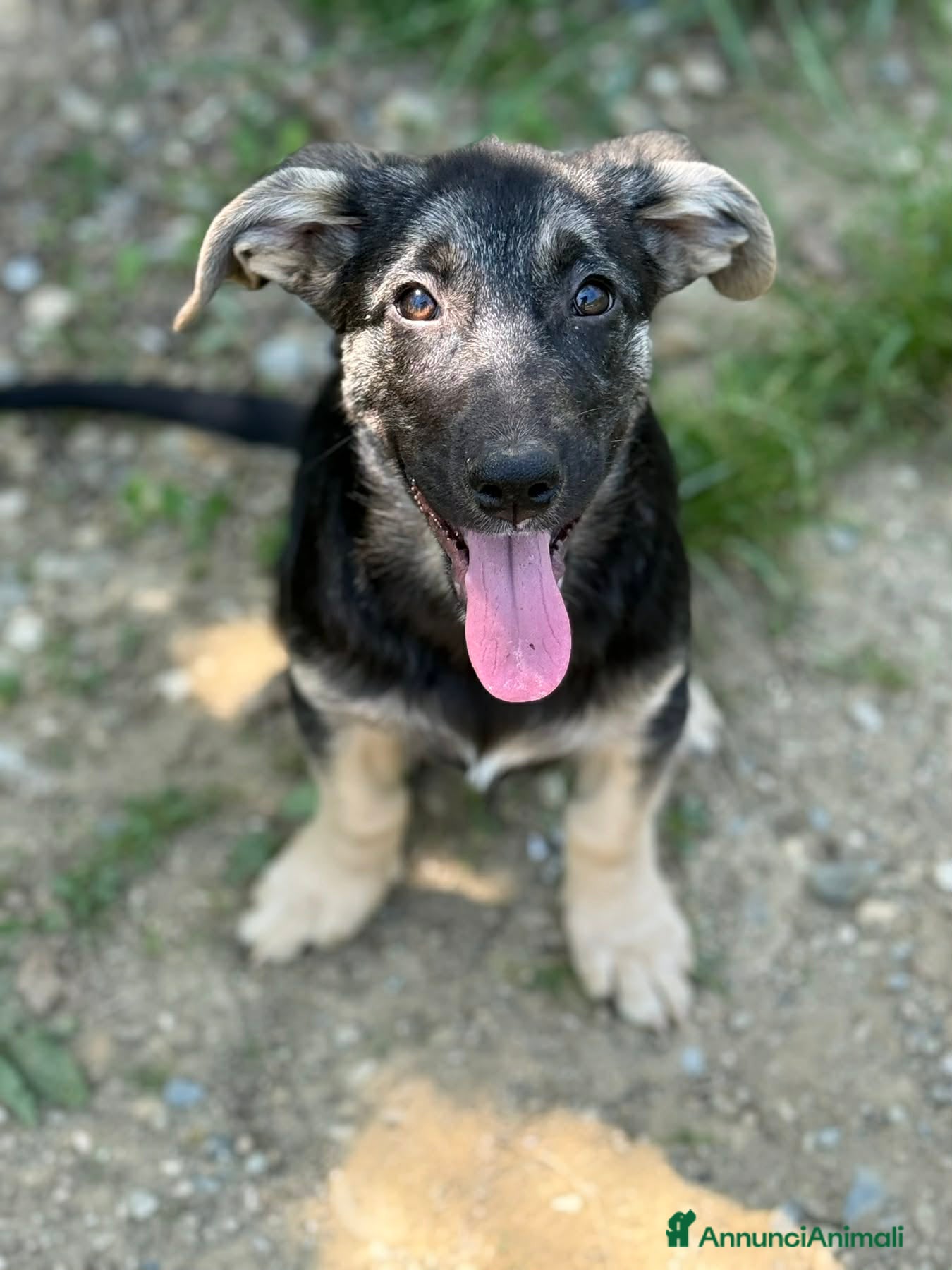 Meticcio cani in regalo: VITA, simpaticissima cucciolotta! TG MEDIO PICCOLA - Annuncio 4