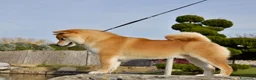 Shiba Inu cani in vendita: Cuccioli SHIBA INU  - Annuncio 6