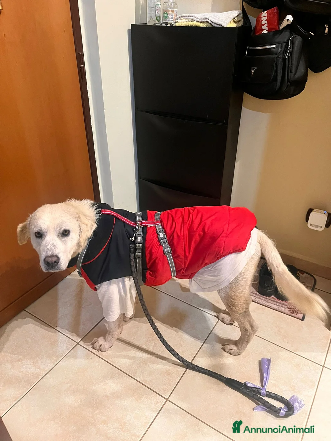 Meticcio cani in regalo: Cagnolona unica e speciale - Annuncio 6