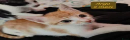Altre razze gatti in regalo: Gattini destinati alla colonia! a Provincia di Ferrara - Annuncio 2