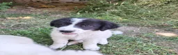 Meticcio cani in vendita: 🐶 Cucciola femmina bianca con macchie nere - Annuncio 12