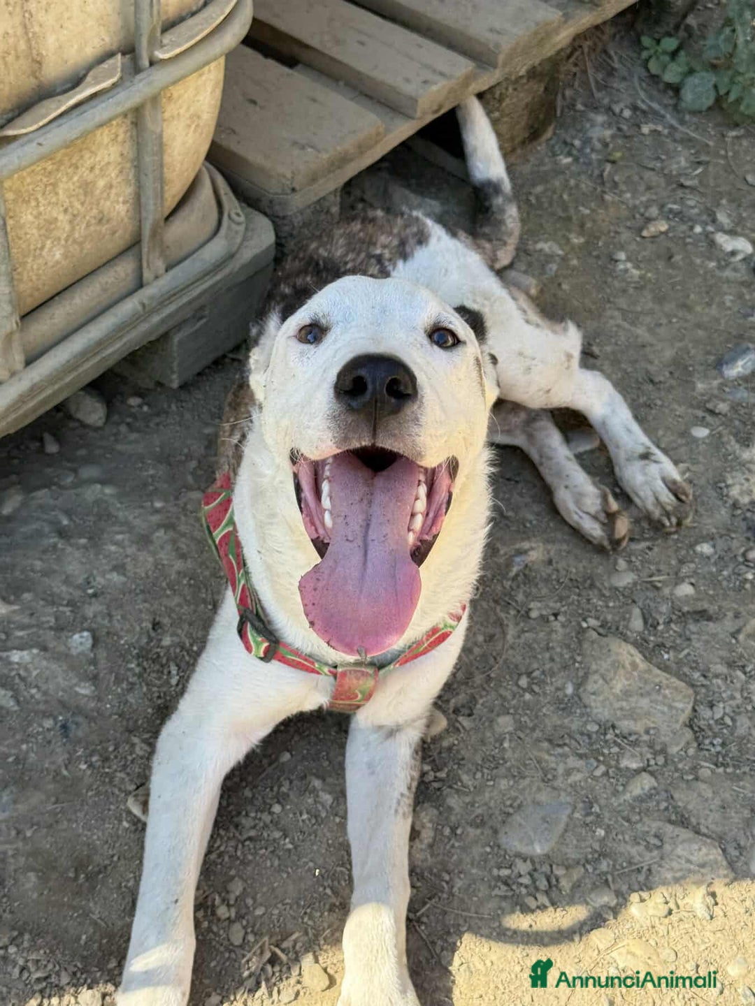 Pitbull cani in regalo: ROCK e ALFA, cuccioli super coccoloni! Mix PIT - Annuncio 6