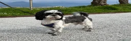 Shih Tzu cani per accoppiamento: Shih Tzu maschio per accoppiamento a La Spezia a Provincia della Spezia - Annuncio 1
