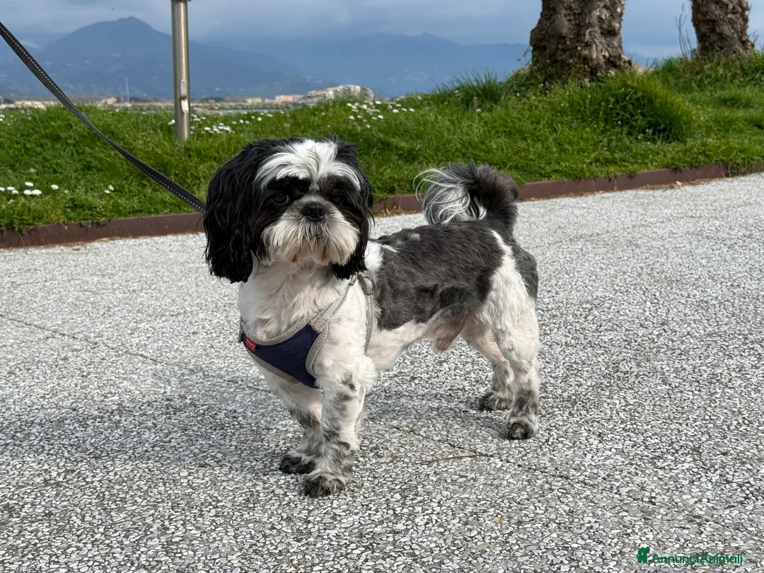 Shih Tzu cani per accoppiamento: Shih Tzu maschio per accoppiamento a La Spezia a Provincia della Spezia - Annuncio 1