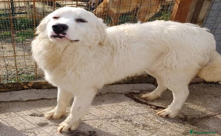 Meticcio cani IL TENERISSIMO OSLO a Città metropolitana di Roma Capitale - Annuncio 18