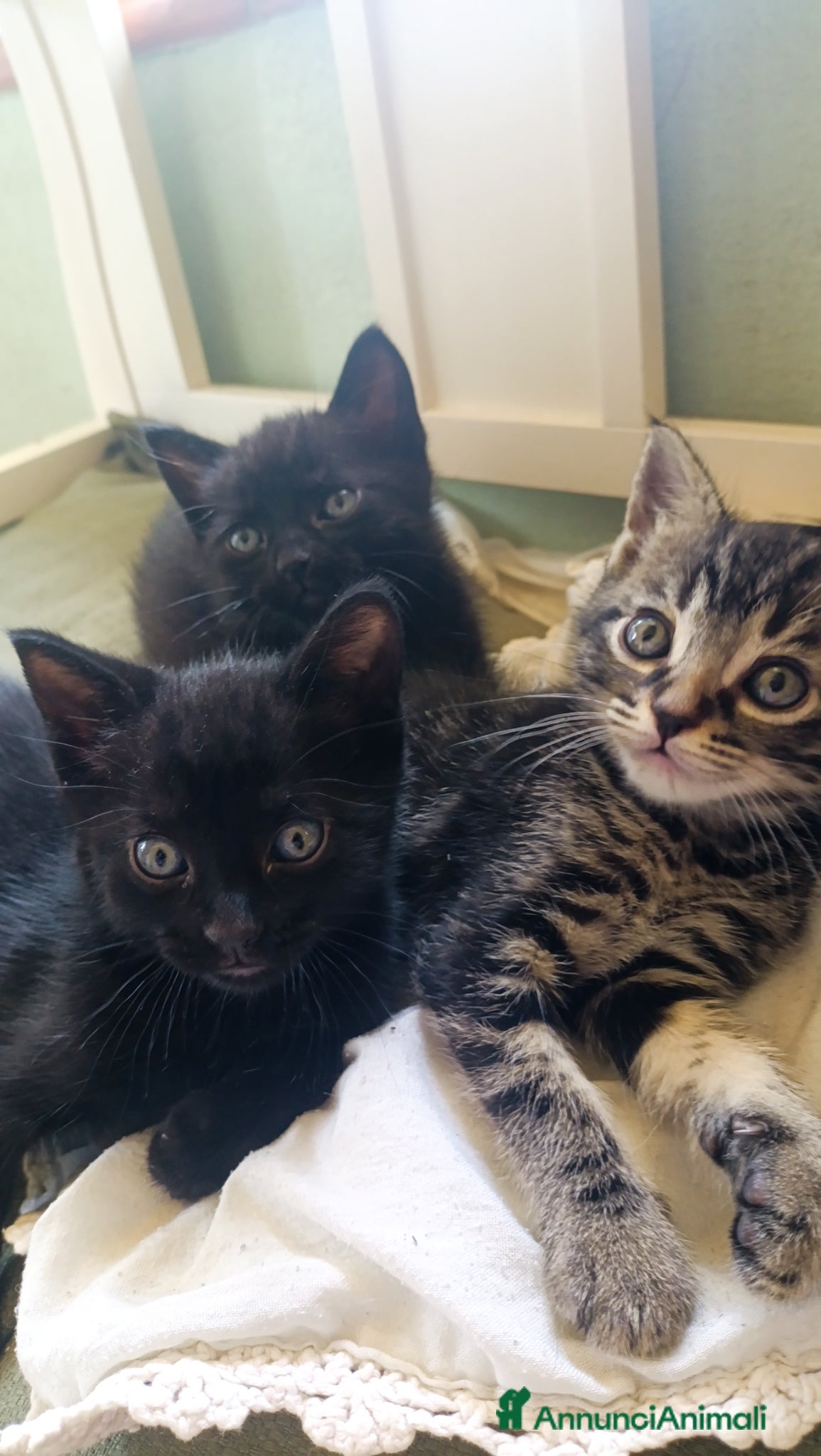 Europeo gatti in vendita: Vendita gattini  - Annuncio 2