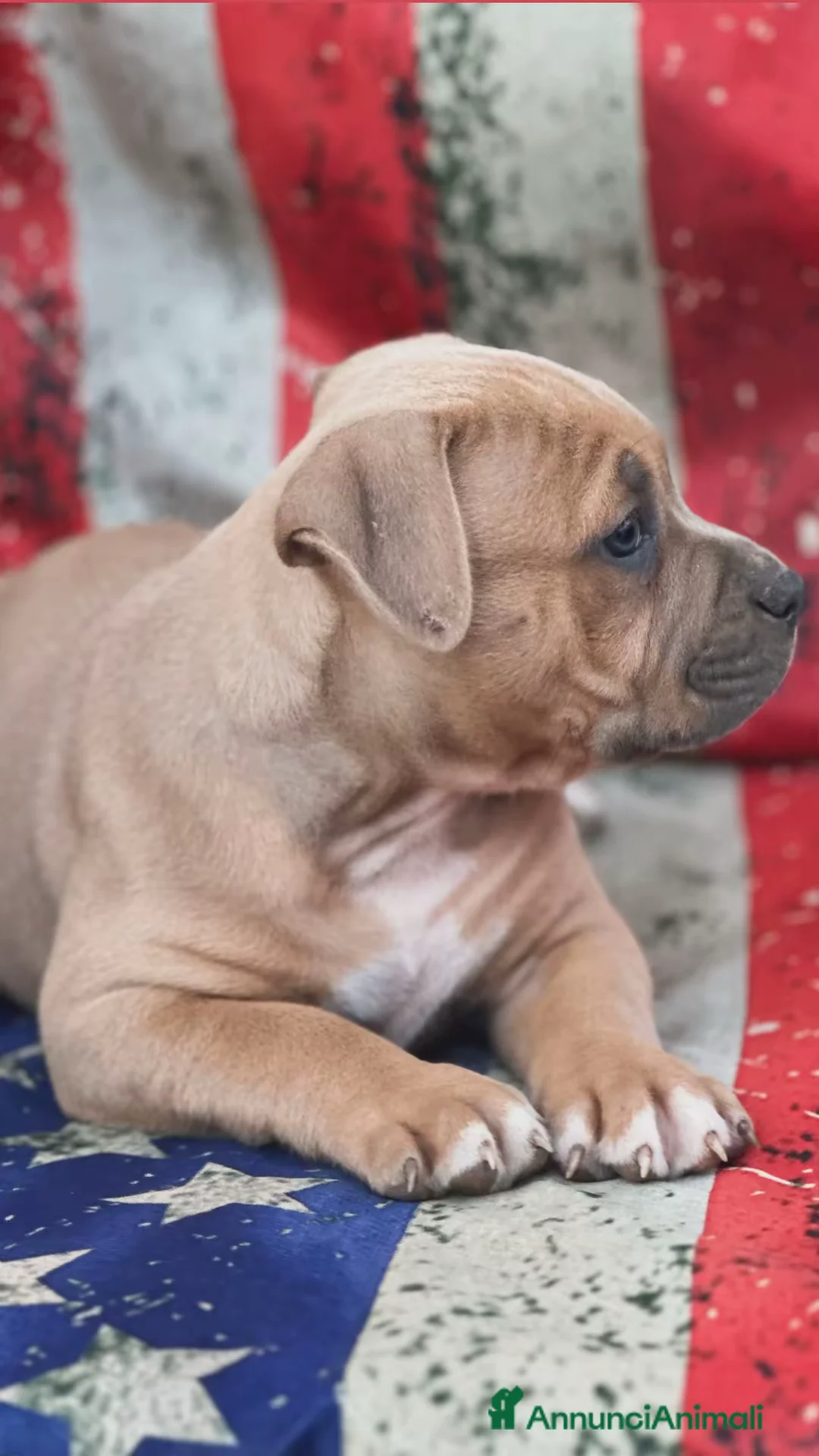 American Staffordshire cani in vendita: Amstaff cuccioli Blu Fawn  - Annuncio 2