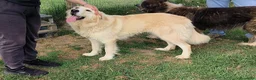 Meticcio cani in regalo: Astra, derivata Golden retriever in adozione - Annuncio 7