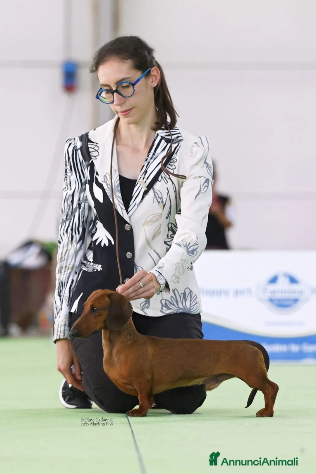 Bassotto cani in vendita: Bassotti tedeschi p/c nani/kaninchen a Provincia di Verona - Annuncio 2