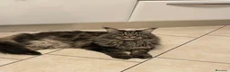 Maine Coon gatti in regalo: Maine coon a Provincia di Brescia - Annuncio 5