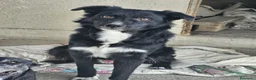 Meticcio cani in regalo:  Iron - Annuncio 3