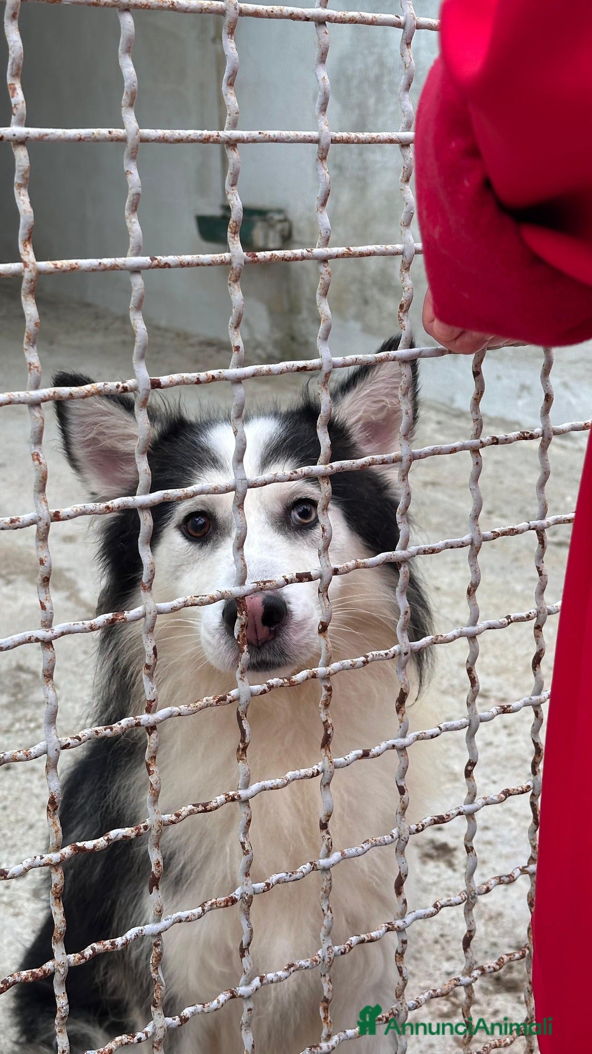 Husky cani Una nuova vita per Wolf, husky bellissimo - Annuncio 2