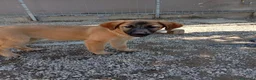 Meticcio cani in regalo: Rosa e Luna, simil pastorine! (4 mesi)  - Annuncio 4