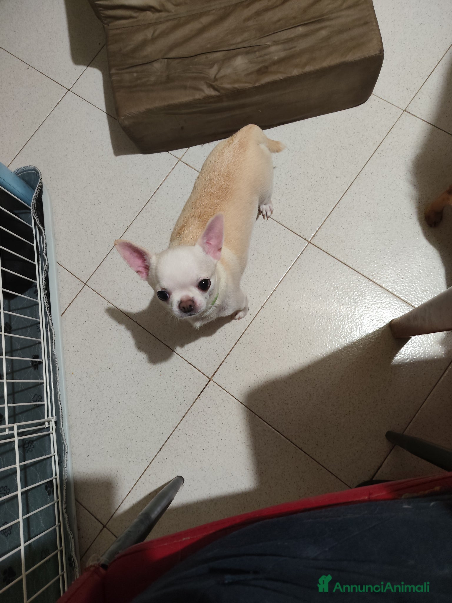 Chihuahua cani Noah maschietto chihuahua tricolor pelo raso - Annuncio 1