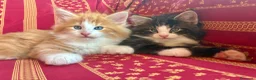 Norvegese gatti in vendita: cucciolo norvegese delle foreste - Annuncio 7