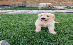 Golden Retriever cani in vendita: Vendo cuccioli  a Libero consorzio comunale di Agrigento - Immagine 4