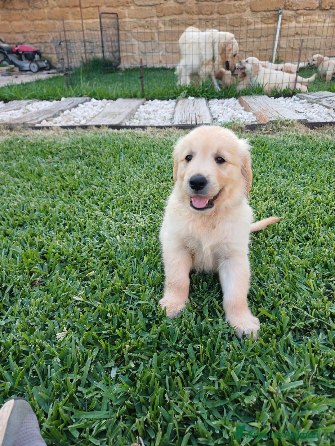 Golden Retriever cani in vendita: Vendo cuccioli  a Libero consorzio comunale di Agrigento - Immagine 4