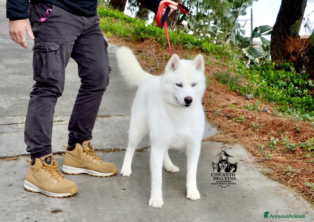 Husky cani in vendita: Siberian Husky cuccioli total white linea russa - Annuncio 7