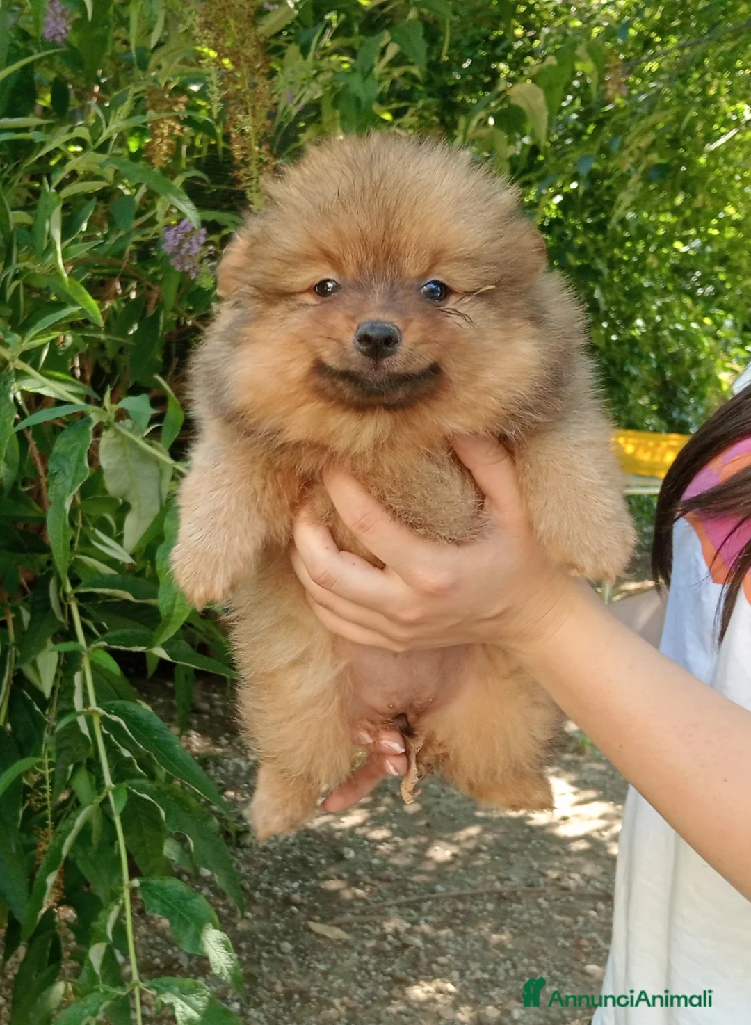 Spitz cani in vendita: Spitz piccolo  - Annuncio 2