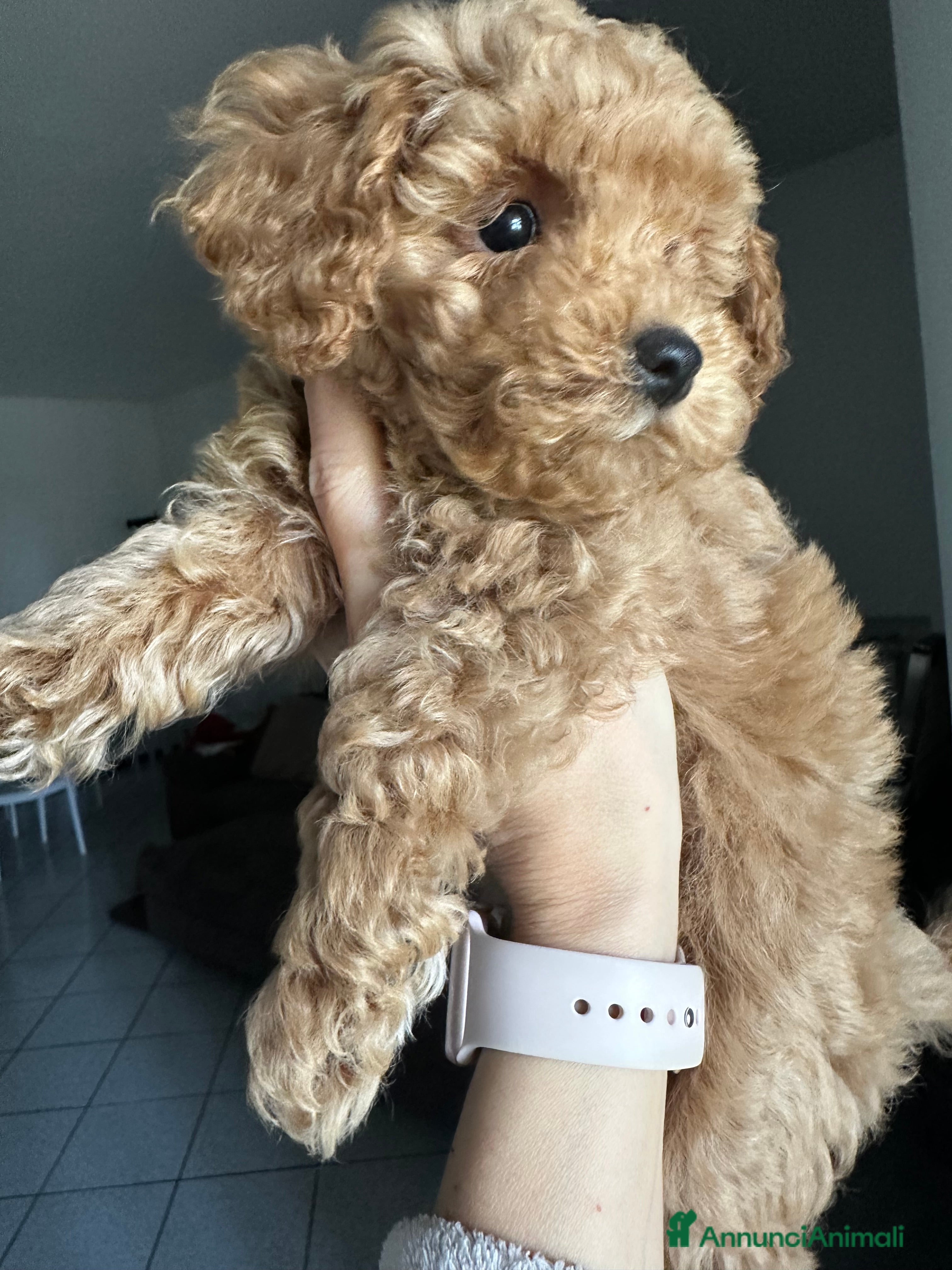 Barboncino Toy cani Barboncino fulvo maschio  - Annuncio 1