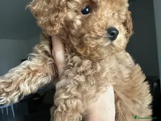Barboncino Toy cani Barboncino fulvo maschio - Annuncio 12