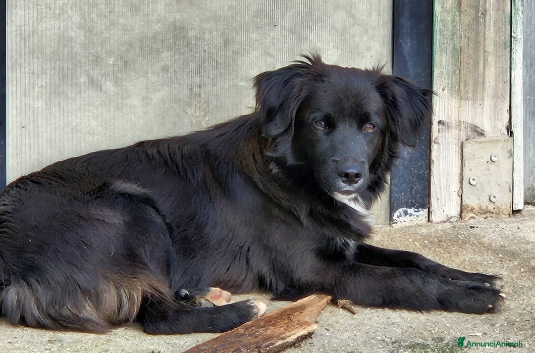 Meticcio cani in regalo: MARVIN MIX BORDER COLLIE  - Annuncio 2