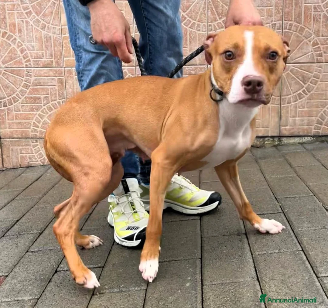 Meticcio cani in regalo: ANDROMACA MAMMINA PIT - Annuncio 5
