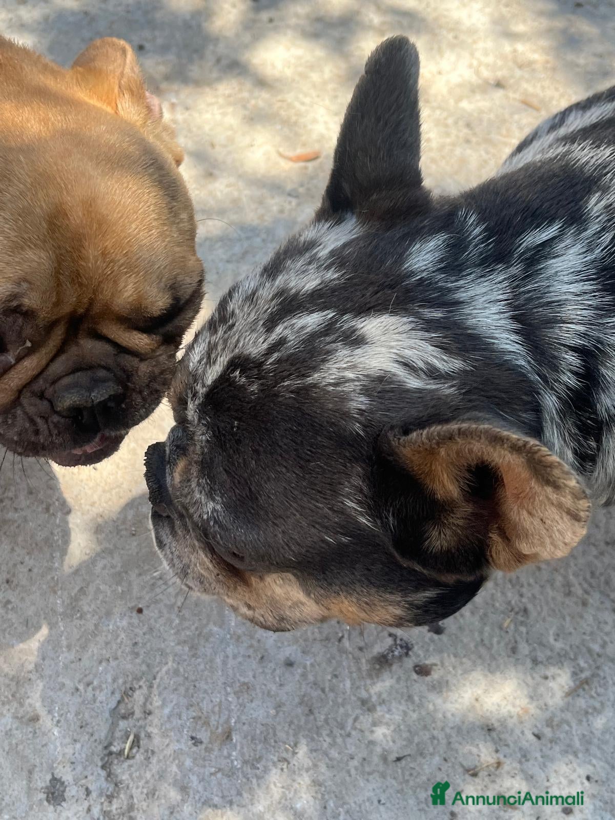 Bulldog Francese cani in vendita: Bulldog francese  - Annuncio 1