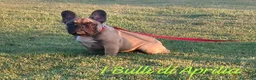 Bulldog Francese cani in vendita: BULLDOG FRANCESE  - Annuncio 2