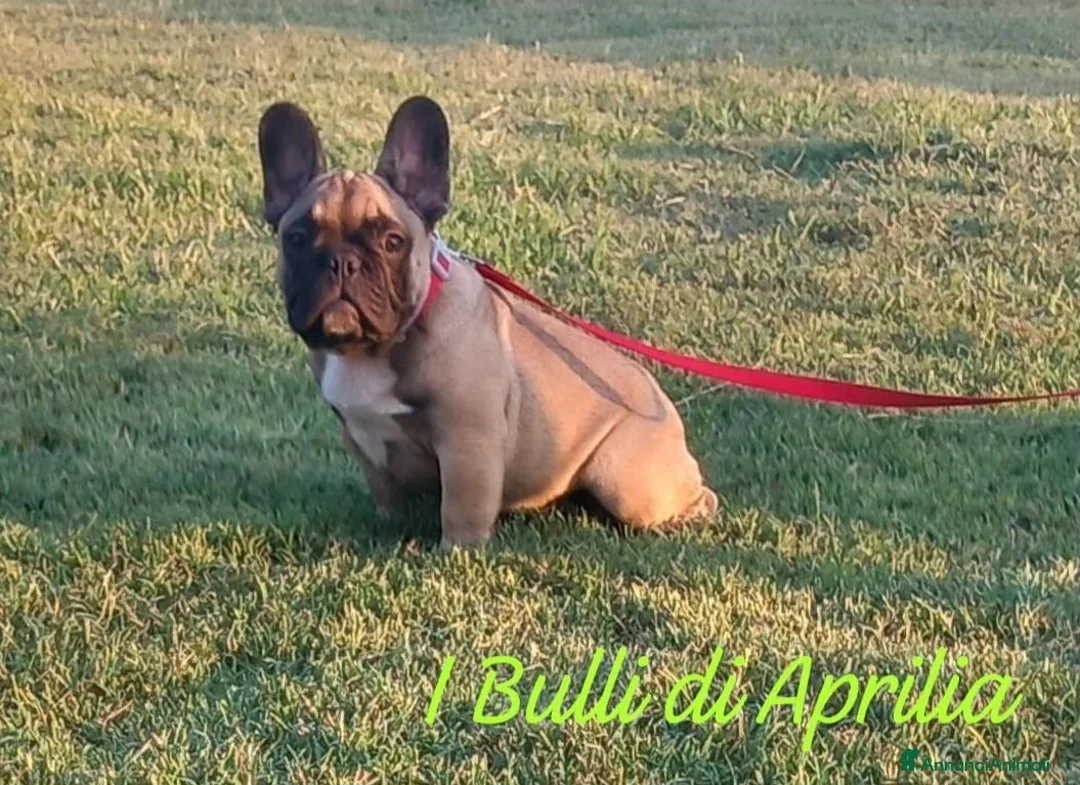 Bulldog Francese cani in vendita: BULLDOG FRANCESE  - Annuncio 2
