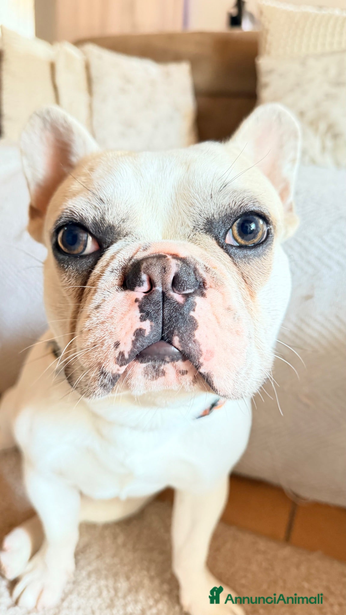 Bulldog Francese cani Bulldog francese di un anno  - Annuncio 1