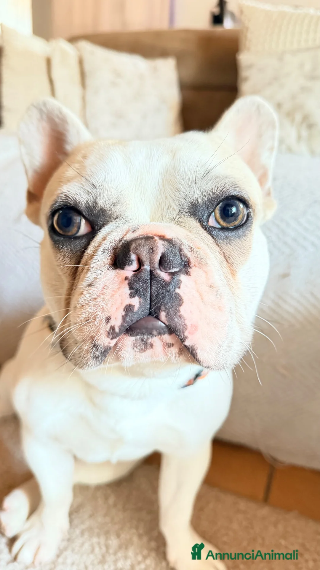 Bulldog Francese cani in regalo: Bulldog francese di un anno  a Provincia di Verona - Annuncio 1