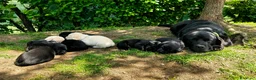 Labrador cani in vendita: Ultimo maschietto giallo di labrador retriever  a Provincia di Novara - Annuncio 6