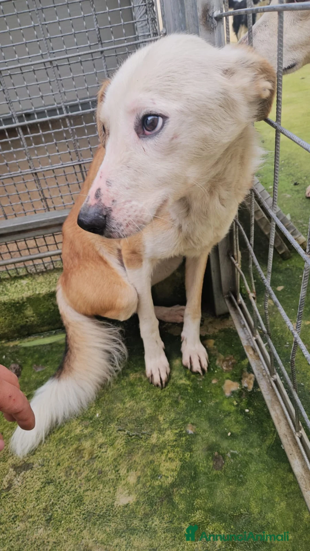 Meticcio cani in regalo: Gemma: dolce e sensibile  - Annuncio 12