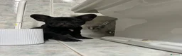 Bulldog Francese cani in vendita: bulldog francese nero tigrato  - Annuncio 2