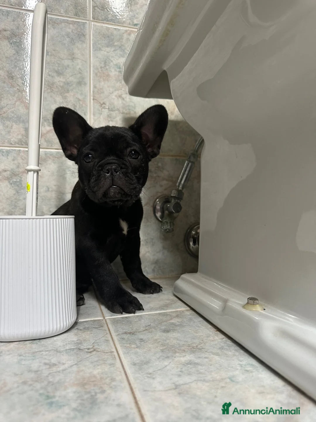 Bulldog Francese cani in vendita: bulldog francese nero tigrato  - Annuncio 2