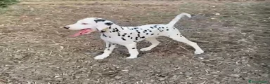 Dalmata 1