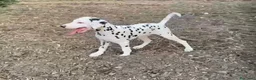 Dalmata cani in vendita: Ultimo maschietto di cucciolo di dalmata  a Città Metropolitana di Bari - Annuncio 1