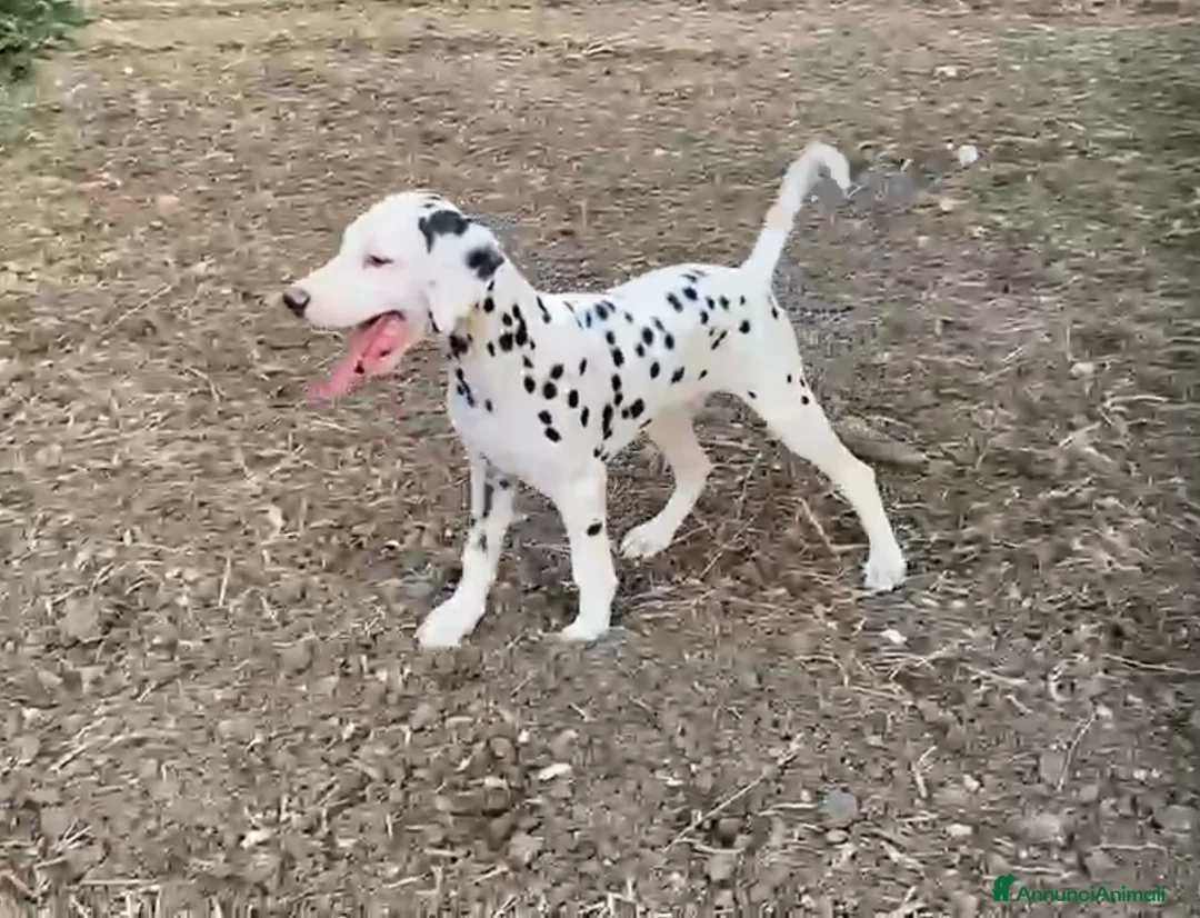 Dalmata cani in vendita: Ultimo maschietto di cucciolo di dalmata  a Città Metropolitana di Bari - Annuncio 1