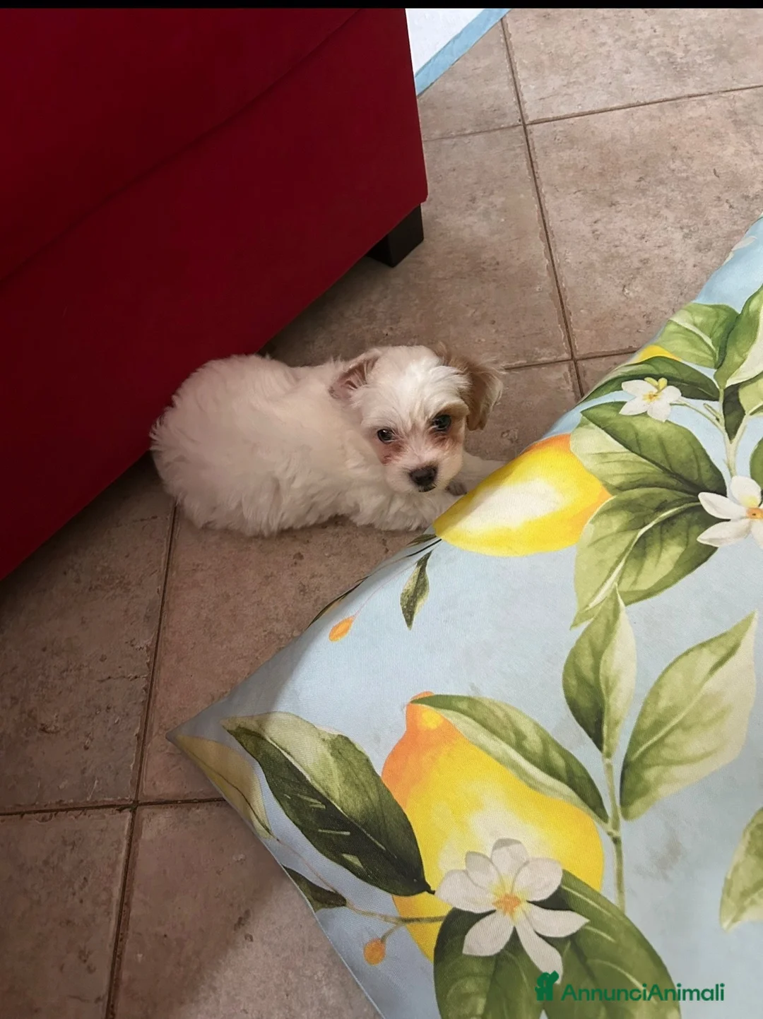 Maltipoo cani in vendita: Maltipoo  - Annuncio 2