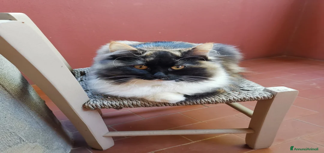 Immagine della galleria {{count}}